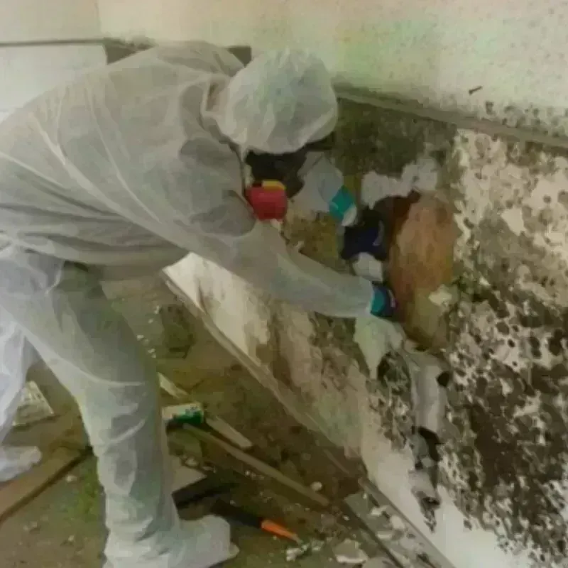 Mold Remediation and Removal in Rural Hill, TN